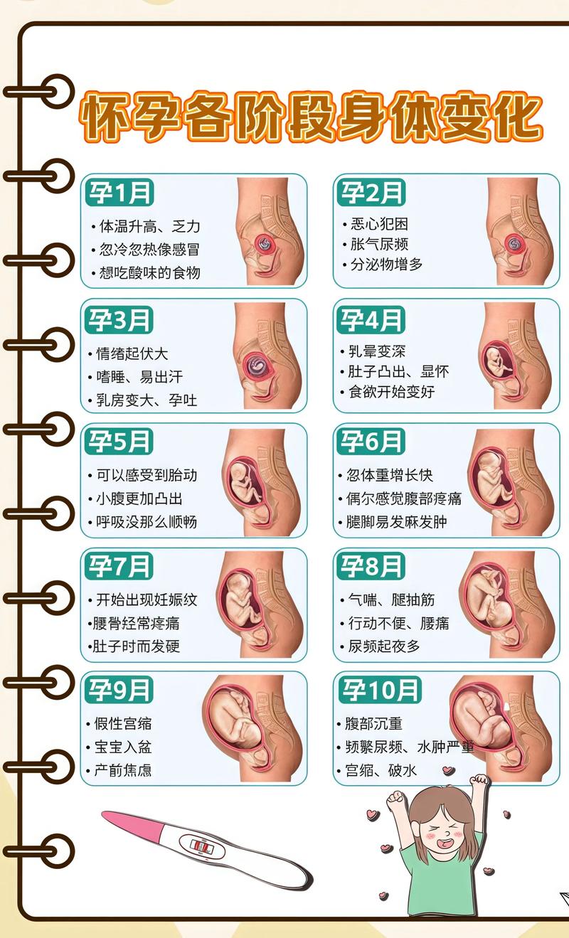 揭秘供卵代孕妈妈怀孕小腹分两节，孕期变化的奥秘黄浦代生机构: